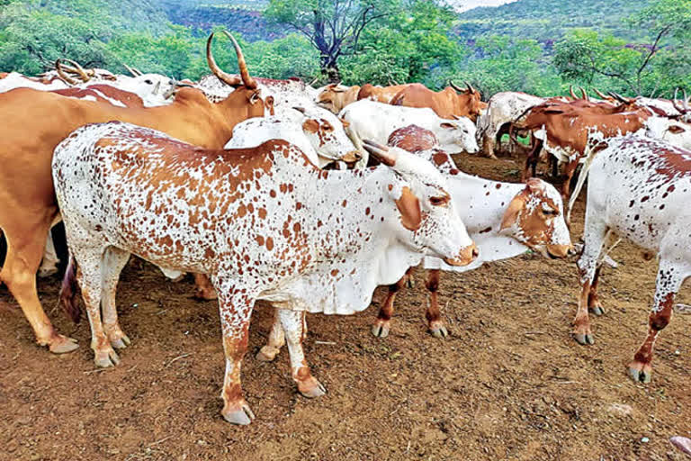 National recognition for amrabad  breed , amrabad cattle 