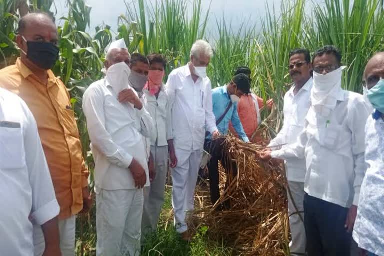 नाशिक जिल्यातील नुकसानग्रस्त पिकांचे कृषी मंत्र्यांकडून पाहणी