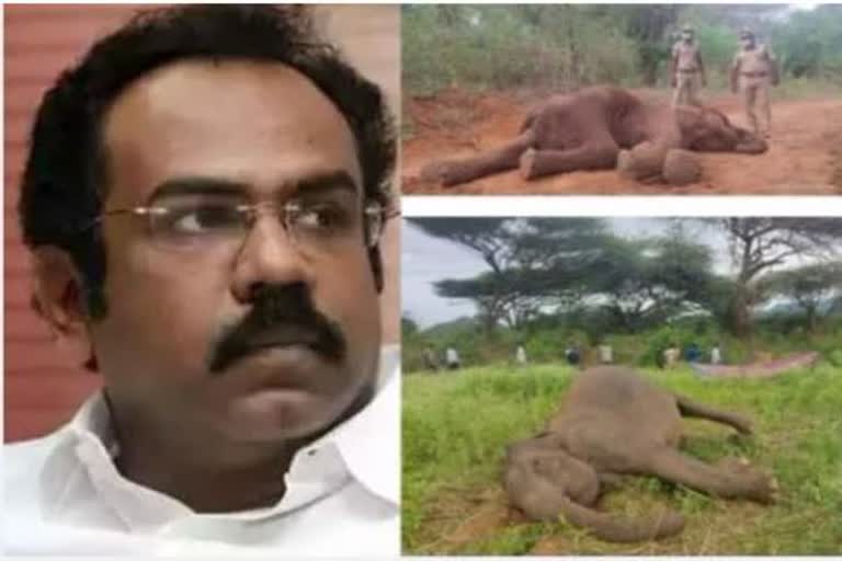 10 நாள்களில் 12 யானைகள் மர்ம மரணம்: தமிழ்நாடு அரசு என்ன செய்துகொண்டிருக்கிறது ?