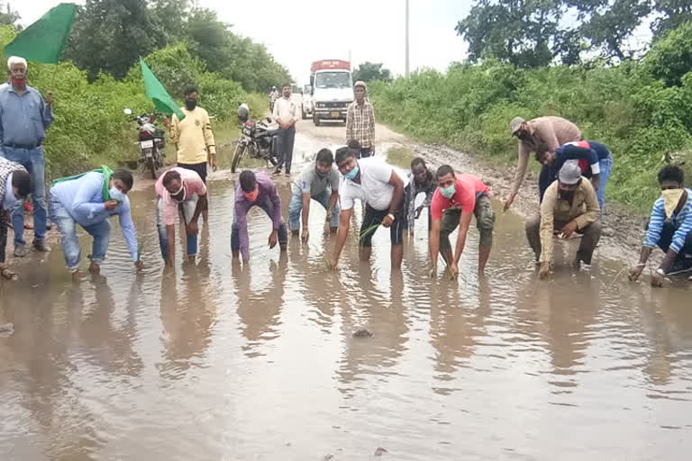 paddy planted on pathetic road at dhanbad, धनबाद में सड़क पर धान रोपनी