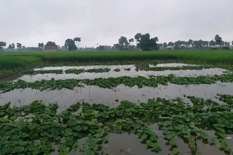 crops are being destroyed due to rain