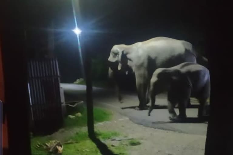 Elephant attack in Alipurduar