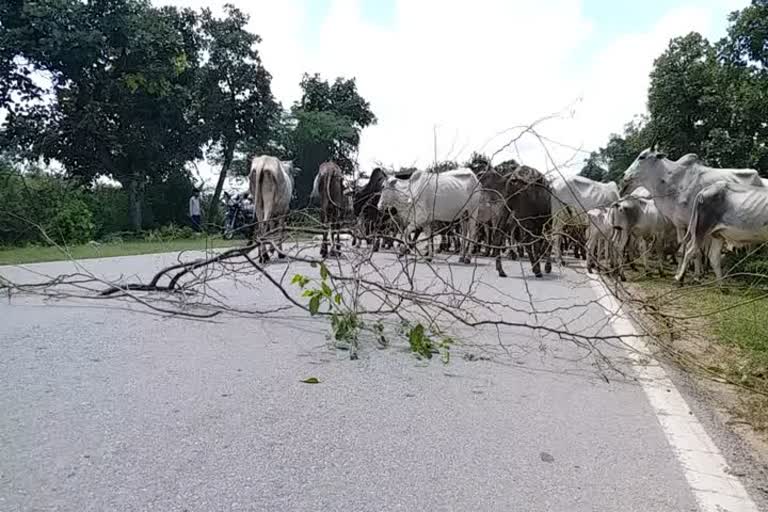 किसानों ने राष्ट्रीय राज्यमार्ग पर लगाया जाम. 