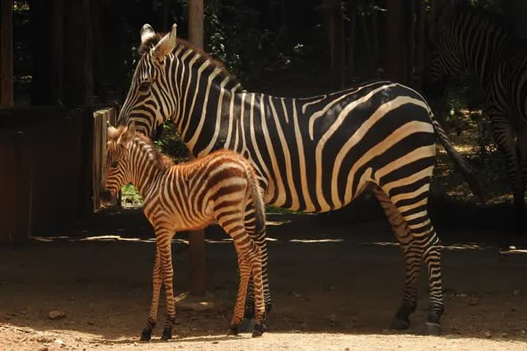 Mysore zoo 