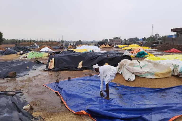 paddy grains collapsed in nirmal district