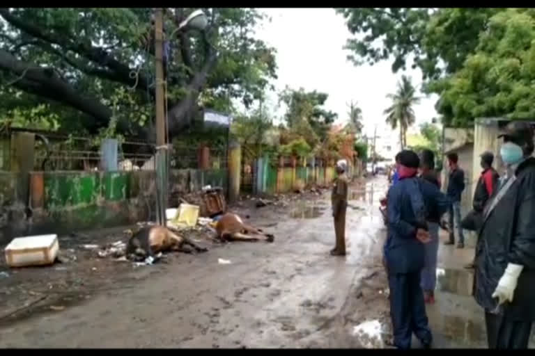 Two cows killed by electricity in Saleiyoor