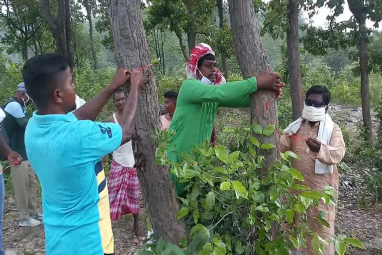 People Tied Rakhi To Tree In jamshedpur