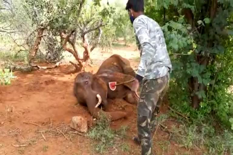 உடல்நலம் பாதிக்கப்பட்ட காட்டுயானை