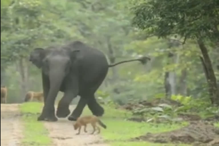 Watch: Face-off between a pack of wild dogs and elephant