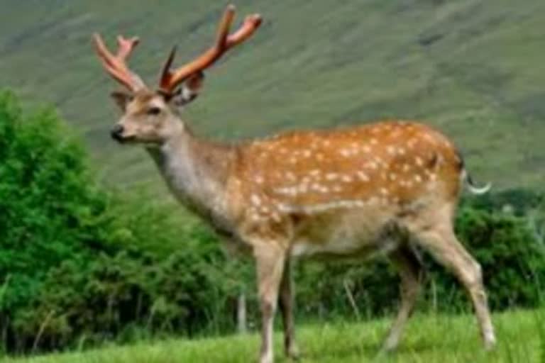 deer entered village due to flood