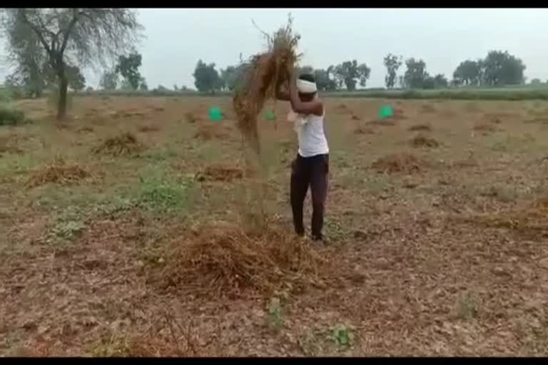 Soyabin crop lossed due to rain in yavatmal