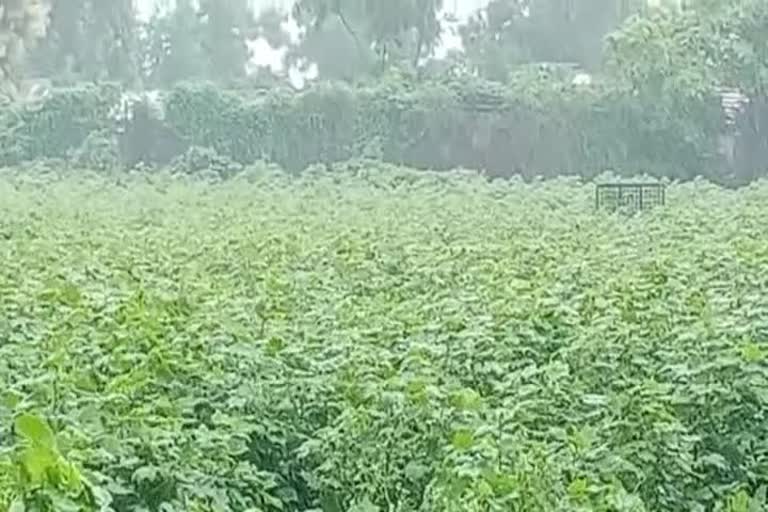 farmer happy in yavatmal due to continuous rain