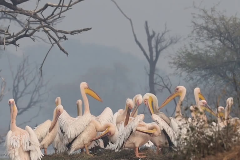 Tourists excited to see Pelican Keoladeo at Ghana