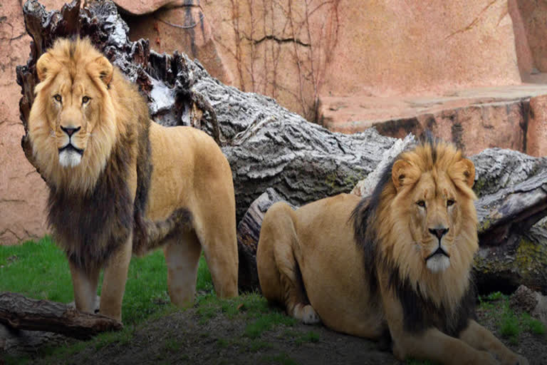 lions test covid positive lions corona positive in hyderabad zoo Nehru Zoological Park Nehru Zoological Park Hyderabad covid in animals corona in animals lions get covid Dr Karthikeyan Vasudevan Laboratory for the Conservation of Endangered Species (LaCONES) Hyderabad zoo ഹൈദരാബാദിലെ നെഹ്‌റു സുവോളജിക്കൽ പാർക്ക് ഹൈദരാബാദിൽ സിംഹങ്ങൾക്ക് കൊവിഡ്