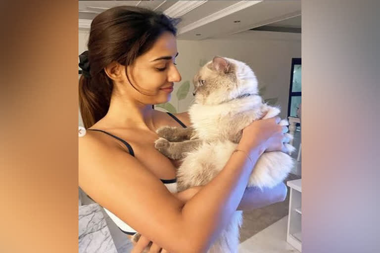 Disha Patani channels her love for cats, shares adorable pictures