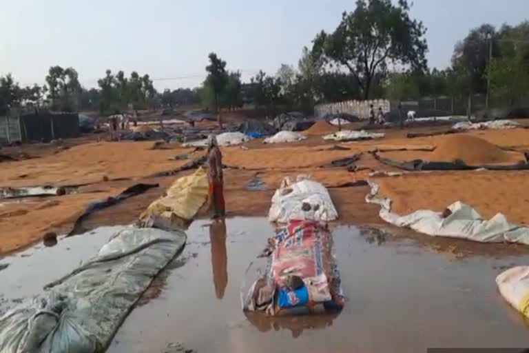 rain in kamareddy, Stained grain