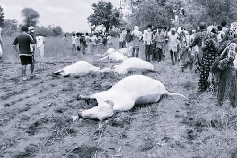 cattle died due to electric shock