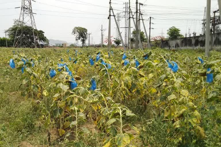 protection for the sunflower crop