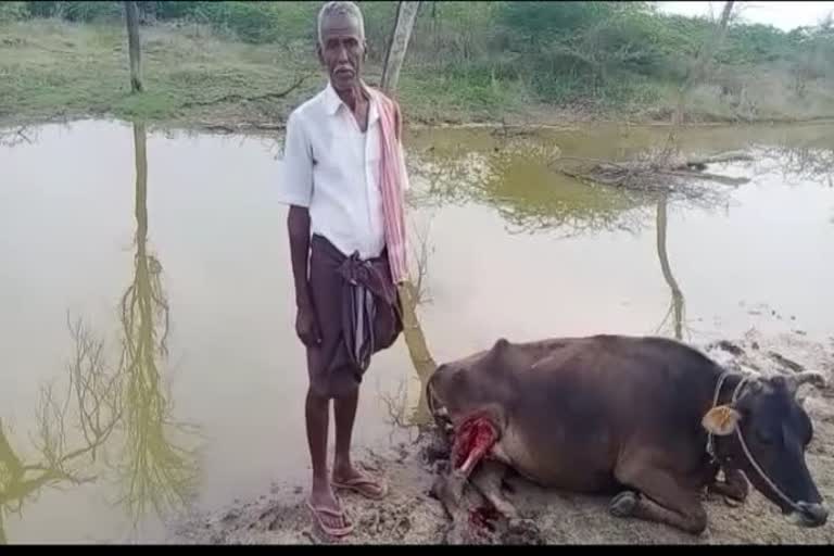 Nanjanagudu gattavadi cheetah attack on cow