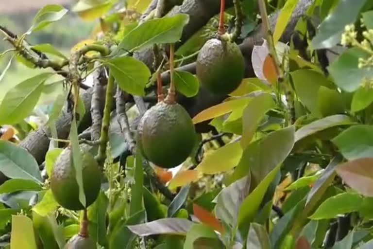 Farmers are upset as avocado fruit is not expensive