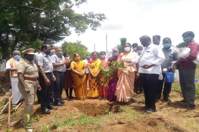 டிஎன்பிஎல் மற்றும் அப்துல்கலாம் பசுமை இயக்கம் இணைந்து 30 வகையான மரக்கன்றுகள் நடவு - பொதுமக்கள் மகிழ்ச்சி. 