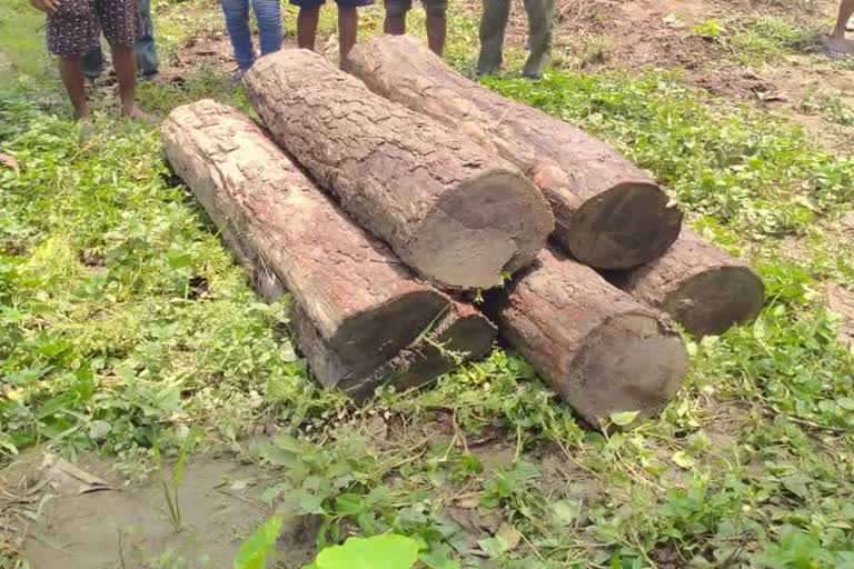 forest department raids sheesham wood 