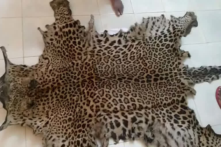 Police recovered leopard skin