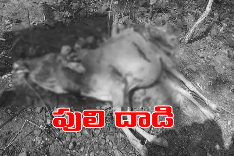 cow died in tiger attack