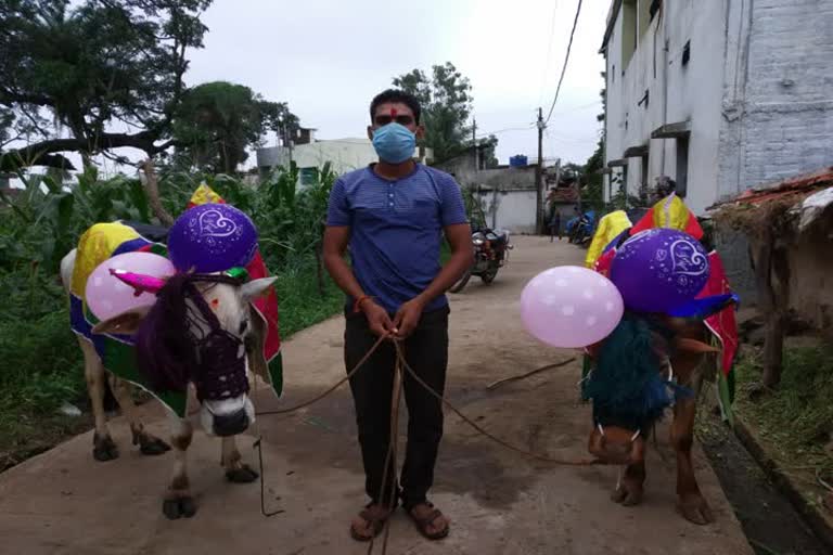 Bull race did not take place on Pola festival