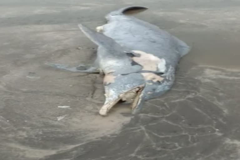 Dead dolphin uttan sea shore