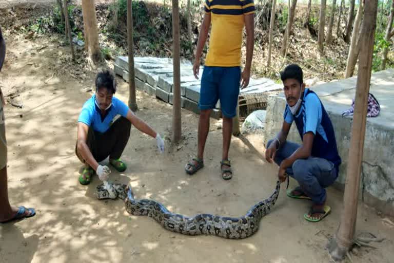 ବଟଗଛ କୋରଡରୁ ଉଦ୍ଧାର ହେଲା ୧୦ଫୁଟର ଅଜଗର ସାପ