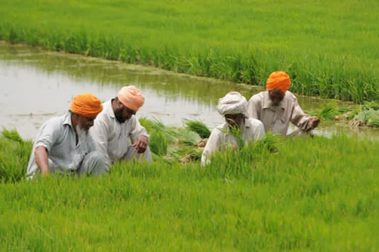 Procurement of paddy by government