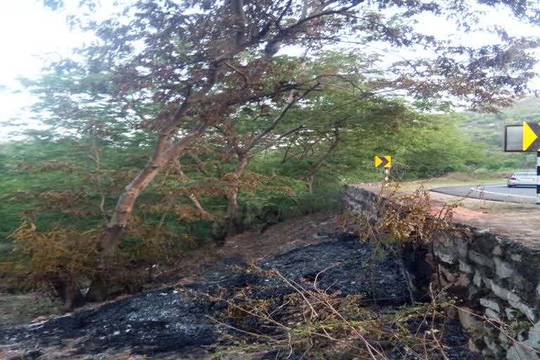 Gulmohar tree burnt due to fire, पेड़ में लगी आग