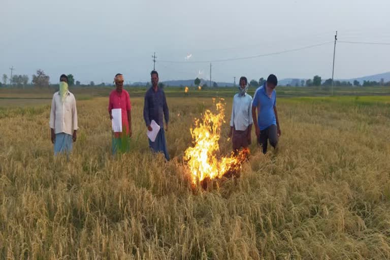 farmers set fire to crop, farmers protest 