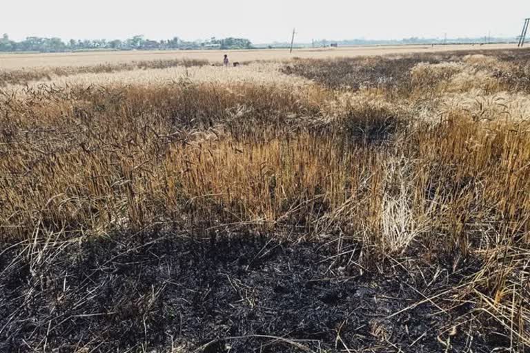 गेहूं की फसल में लगी आग