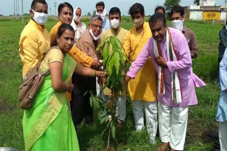 People planted saplings