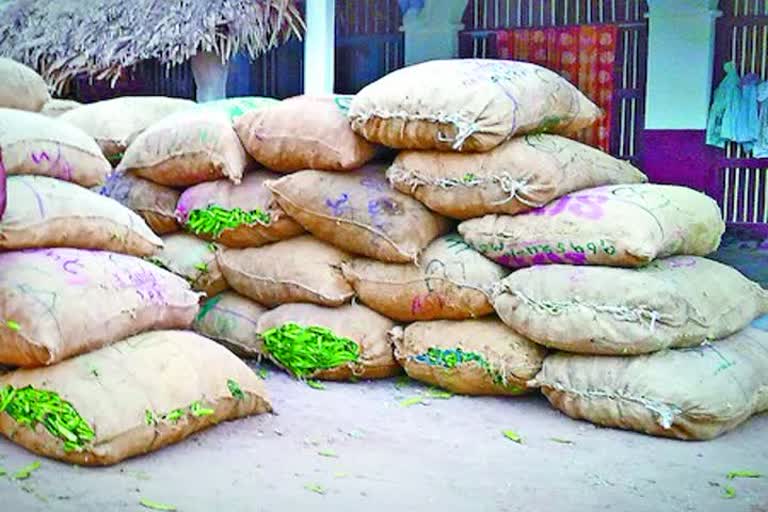 corona effect on mirchi farmers