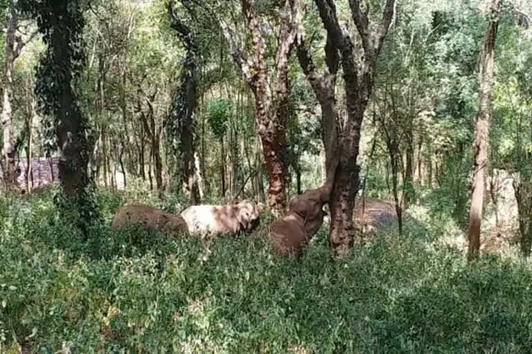 Curfew Inability to carry out fruit - Loss of several lakhs of rupees to the farmers