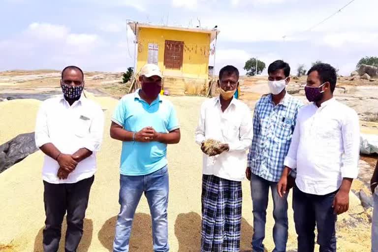 Grain soaked with un seasonal  rains, grain loss due to rains 