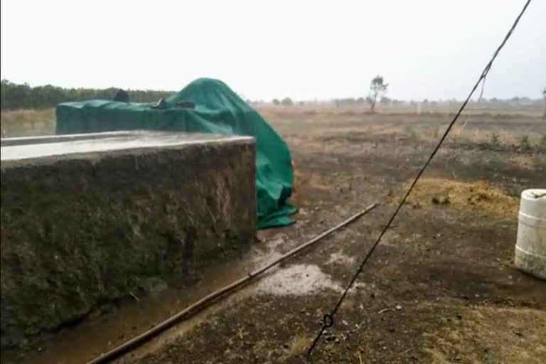 Sangli rain