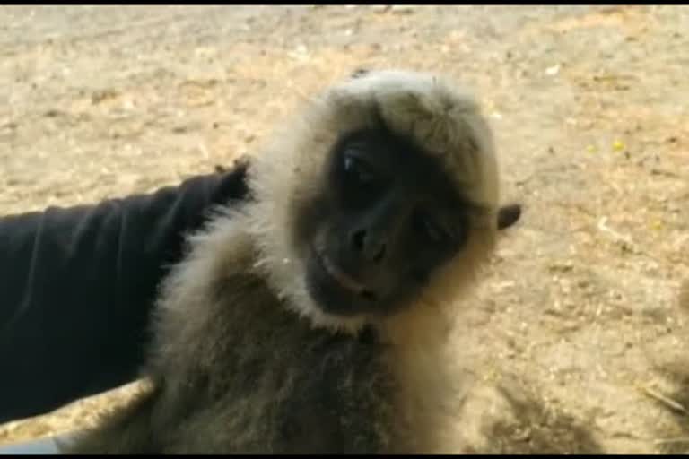 A young man gets monkey's treatment