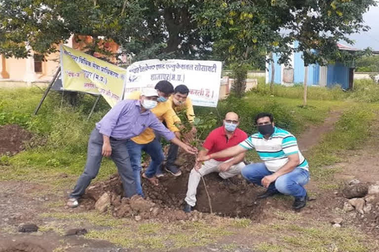 Plantation in shajapur