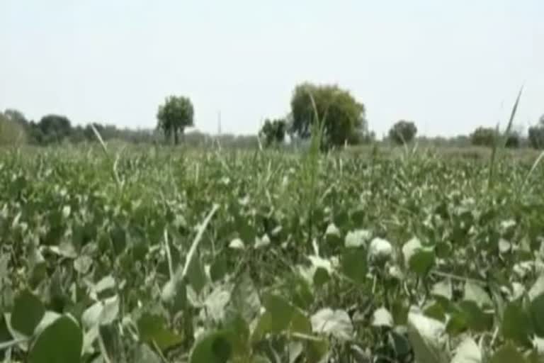 locust attack in uttar pradesh