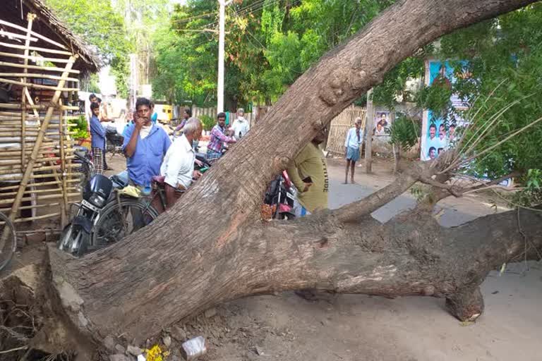 Old neem Tree broken in to the Road