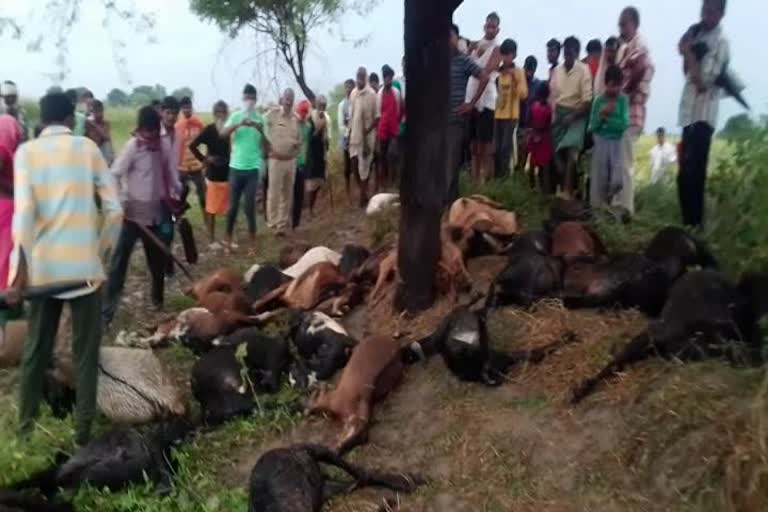 goats died due to lightning fall in panna