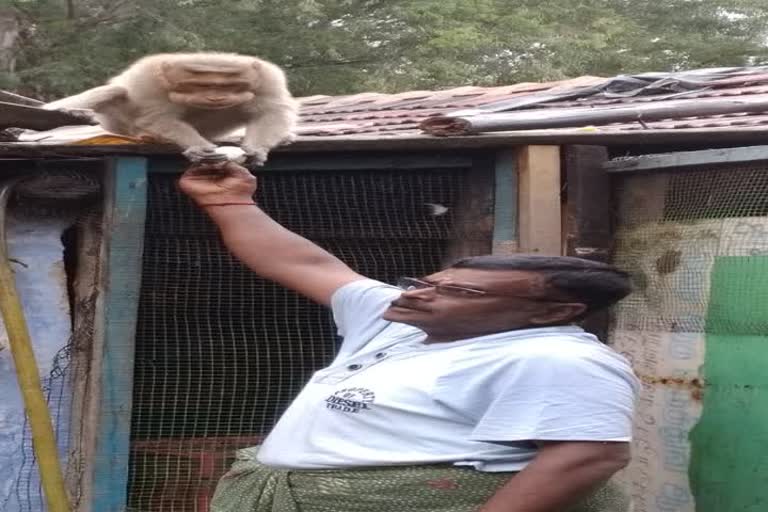 coimbatore hotel owner giving food for monkey everyday