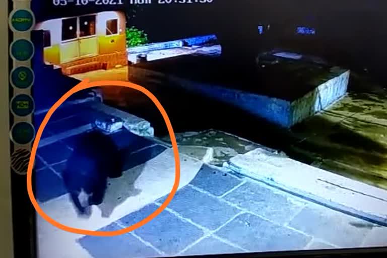  Bear found in shabari cave 