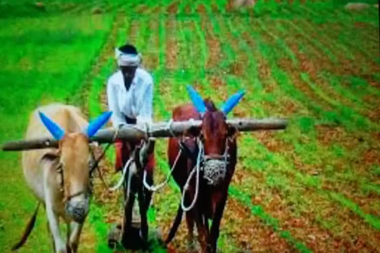 kharif cultivation