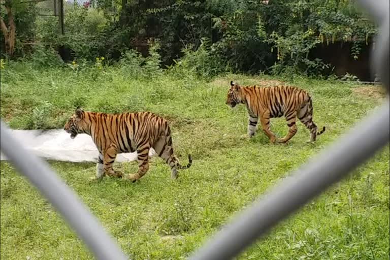 Death of Shan Tiger Rudra of Nahargarh Biological Park