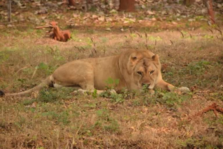 Ailing lioness dies in Lucknow Zoo